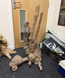 Mopani Stump 4