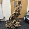 Mopani Stump 3