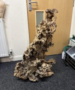Mopani Stump 3