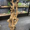 Mopani Stump 2