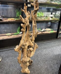 Mopani Stump 2