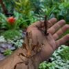 Giant Prickly Stick Insect