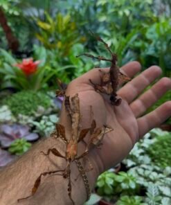 Giant Prickly Stick Insect