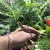 Red Monster Leatherback Bearded Dragon