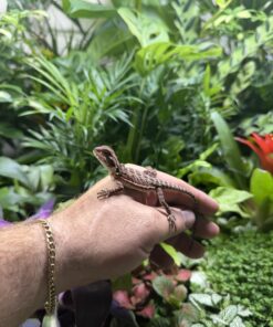 Red Monster Leatherback Bearded Dragon